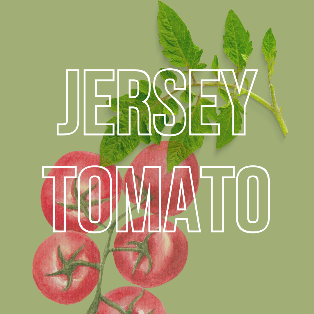 Jersey Tomato